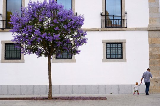 ジャカランダの花と親子
ジャカランタの花と散歩している親子がとても印象的だった。