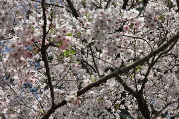 White sakura in Tokyo. Cherry blossoms in Tokyo.