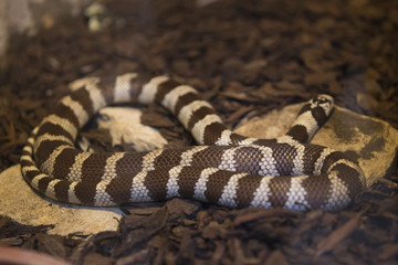 cobra castanha em cima de uma pedra e cascas de pinheiro