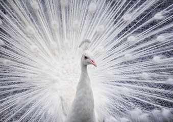 Weißer Pfau zeigt seinen offenen Schwanz