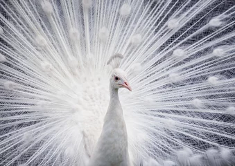 Foto auf Acrylglas Pfau Weißer Pfau zeigt seinen offenen Schwanz