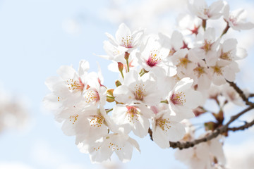 Closed up of flower sakura (cherry) blossom on blue sky background