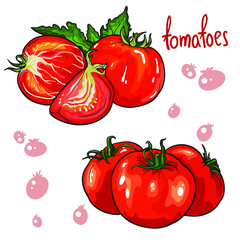 Vector set of tomatoes vegetable. Isolated on white background.
