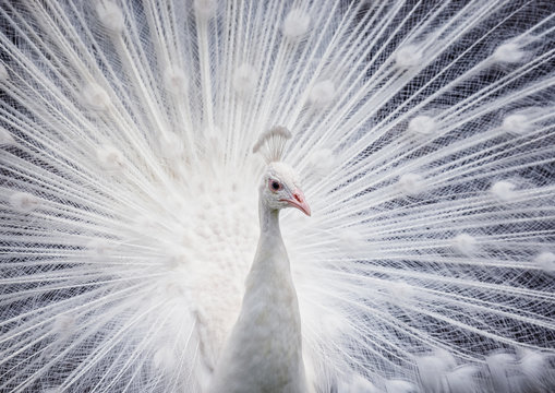 Fototapeta White peacock showing off his open tail