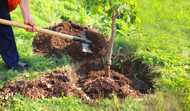 Fototapeta Gardening, man plants a small tree seedling, male gardener hands holds shovel digs the ground, nature, environment and ecology concept