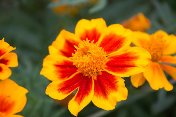 Tagetes in the garden in summer