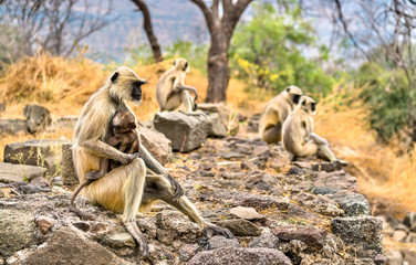 Gray langur monkeys at Daulatabad Fort in India