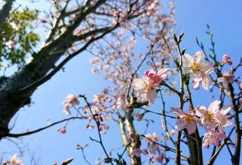 sakura tree branch
