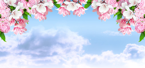Fototapeta na wymiar Magnolia and hortensia flowers on background of sky and clouds
