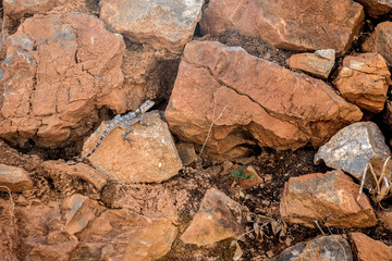 Lizard hiding among the brown stones