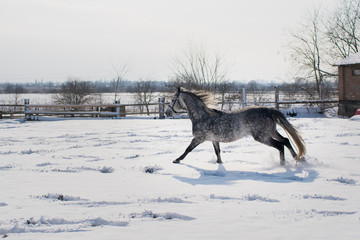 Naklejka na ściany i meble Horse in the winter in the snow