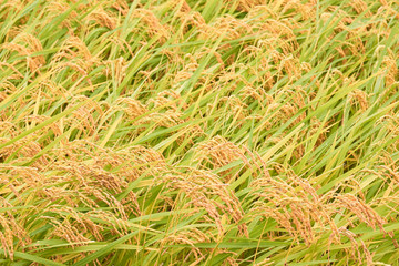 収穫間近の稲穂