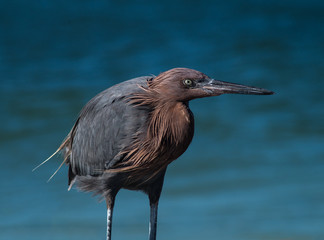 Redish Egret Sarasota Florida