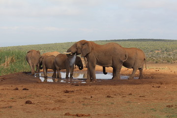 Fototapeta premium africa safari