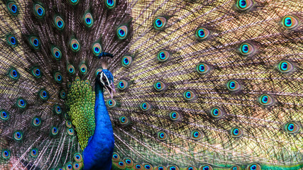 Obraz premium Dance of a indian peafowl.