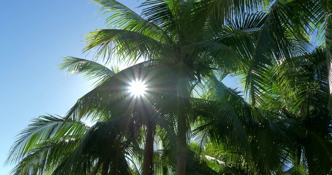 Beautiful Palms In Backlight, Native Version