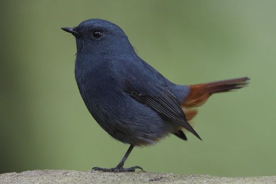 Portrait of Plumbeous water redstart bird