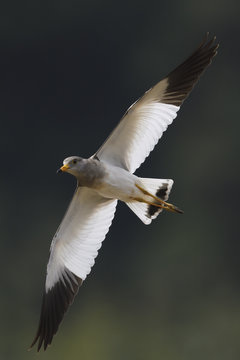 Grey-headed Lapwing bird flying