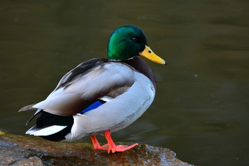 Mallard duck male on a river. Close up. 