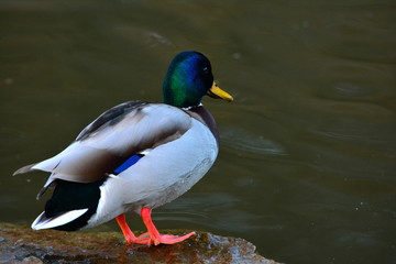 Mallard duck male on a river. Close up. 