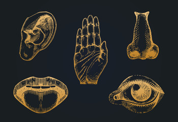 Icons set of five human senses in engraved style. Vector illustration of sensory organs - obrazy, fototapety, plakaty