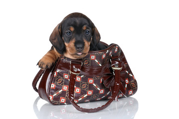 A small dachshund puppy is sitting in a bag