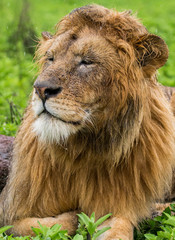 Big male lion lying in the savannah. Serengeti National Park. Tanzania. An excellent illustration.