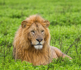 Big male lion lying in the savannah. Serengeti National Park. Tanzania. An excellent illustration.