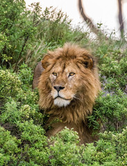 Portrait of the big male lion in the grass. Serengeti National Park. Tanzania. An excellent illustration.
