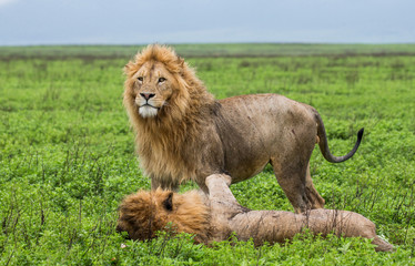 Two big lions in the savannah. Africa. Tanzania. Serengeti National Park.
