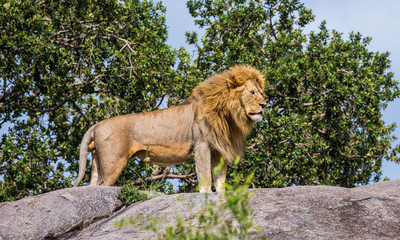 Big male lion on a big rock. Serengeti National Park. Tanzania. An excellent illustration.