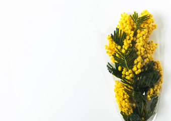 Yellow Mimosa bouquet on white background, the symbol of spring and  International Women's Day.