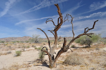 Toter Baum in der Wüste