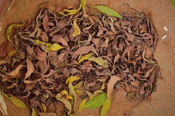 Leaf texture close look 