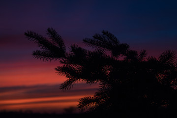 Pine Branch against Purple and Pink Horizon, Silhouette Photography
