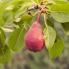 Pear on a branch of pear tree.