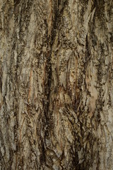 Obraz premium plywood texture close look