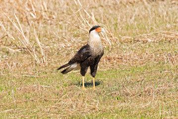 Crested Caracara