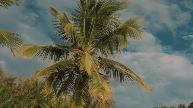 Beautiful Palms in Costa Rica, Graded Version