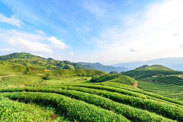 Fototapeta na wymiar Tea plantation in China