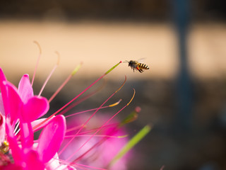 closeup bee flying near flower