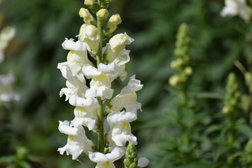 spring flower Cyprus