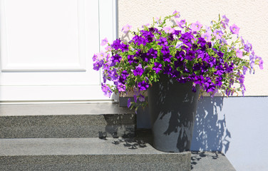 Purple Petunia Flowers in gray flowerpot.