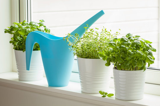 fresh basil and thyme herbs in flowerpot on window, watering can
