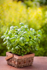 fresh basil herb in flowerpot in garden