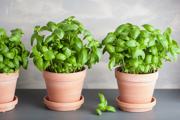 Fototapeta premium fresh basil herb in flowerpot