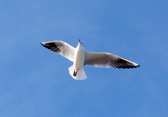 a seagull in the sky