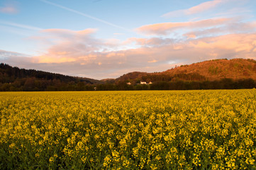 Obraz premium Rapseed