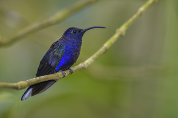 Naklejka premium Violet Sabrewing - Campylopterus hemileucurus, beautiful blue hummingbird from Costa Rica La Paz.