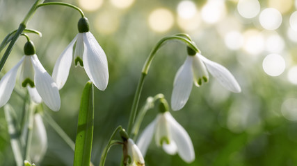 Maiglöckchen im Natur.